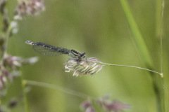 Common Blue (Female)