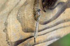 Common Blue Male