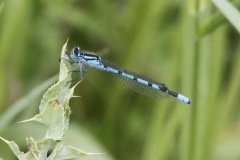 Common Blue (Male) Damselfly