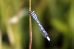 Common Blue (Male) Damselfly
