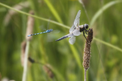 Four Spotted Chaser & Common Blue Damselfly