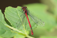 Large Red Damselfly Male