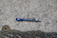 Northern Damselfly (male)