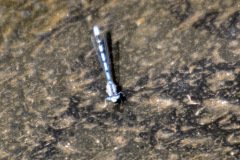 Northern Damselfly (male)