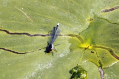 Red eyed Damselfly Erythromma najas