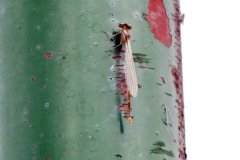Red eyed Damselfly Female