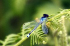 Red eyed Damselfly Male