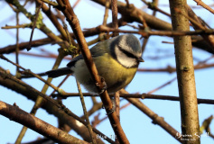 Blue Tit