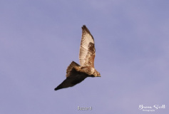 Buzzard