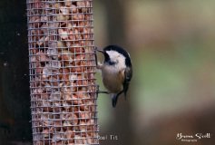 Coal Tit