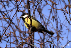 Great Tit