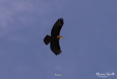 Raven