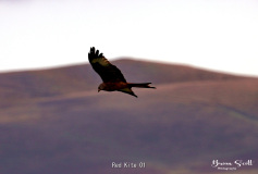 Red Kite