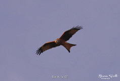 Red Kite