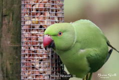 Ring necked Parakeet