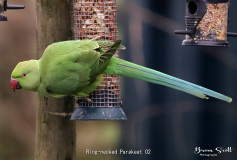 Ring necked Parakeet