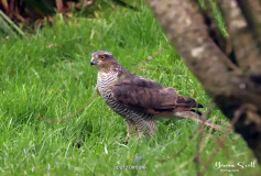 Sparrowhawk