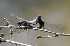 Black Tailed Skimmer Orthetrum cancellatum