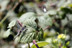 Black Tailed Skimmer Orthetrum cancellatum