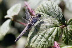 Black Tailed Skimmer Orthetrum cancellatum