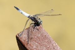 Black Tailed Skimmer Orthetrum cancellatum