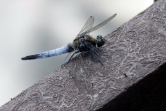 Black Tailed Skimmer Orthetrum cancellatum