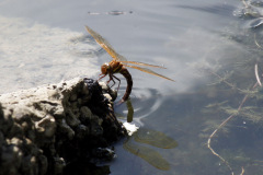 Brown Hawker Aeshna grandis