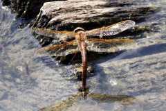 Brown Hawker Aeshna grandis