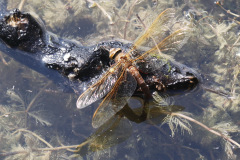 Brown Hawker Aeshna grandis