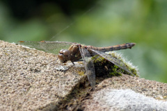 Common Darter Sympetrum striolatum