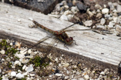 Common Darter Sympetrum striolatum