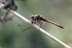 Common Darter Sympetrum striolatum