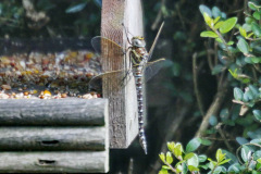 Common hawker Aeshna juncea