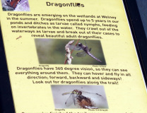Dragonflies sign