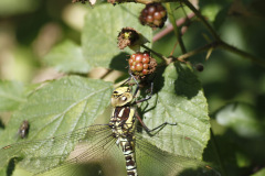 Southern Hawker(Female) Aeshna cyanea