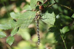 Southern Hawker(Female) Aeshna cyanea