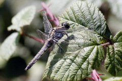 Black Tailed Skimmer Orthetrum cancellatum
