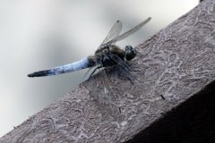 Black Tailed Skimmer Orthetrum cancellatum