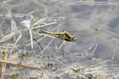Black tailed Skimmer Female
