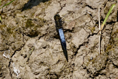 Black tailed Skimmer Male