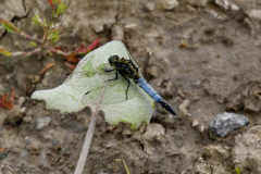 Black tailed Skimmer Orthetrum cancellatum