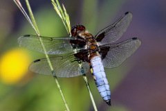 Broad Bodied Chaser Dragonfly