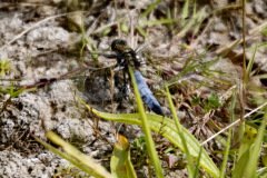 Broad bodied Chaser Male