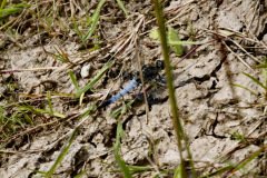 Broad bodied Chaser Male