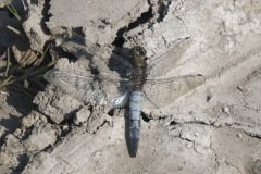 Broad bodied Chaser Male