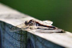 Common Chaser Dragonfly