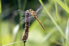 Common Darter Female