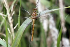 Common Darter Female