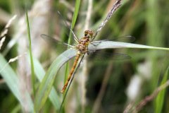 Common Darter Female