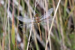 Common Darter Female